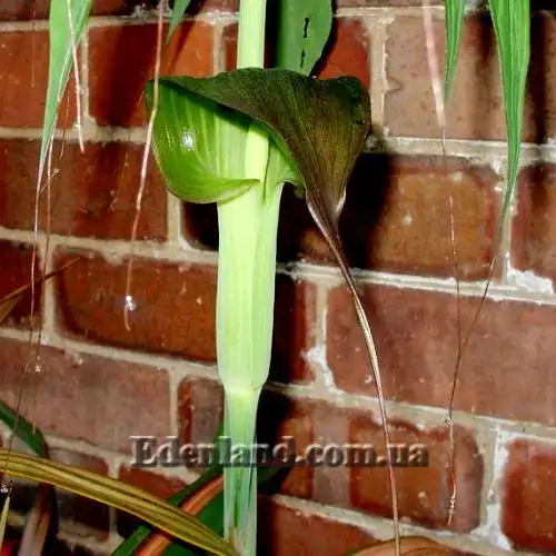 Изображение цветок