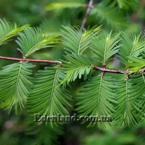 Зображення Метасеквоя гліптостробоподібна - Metasequoia glyptostroboides