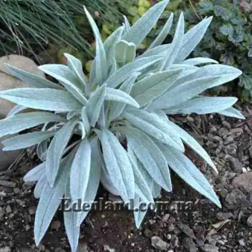 Изображение Сенецио снежно-золотистый - Senecio niveoaureus