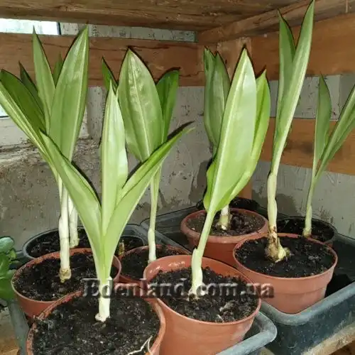 Изображение трехлетние саженцы в продаже