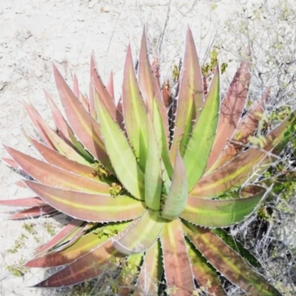 Изображение Агава долинная 'Магия Митлы'   - Agave convallis 'Mitla Magic'