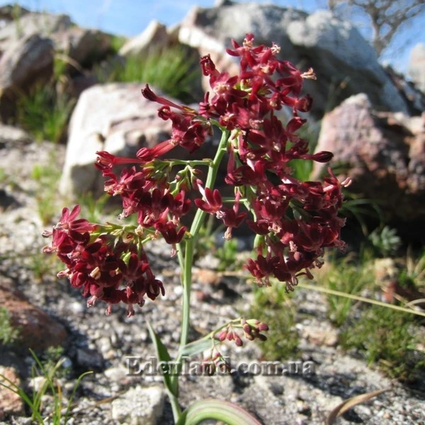 Изображение Кодонориза микранта  - Codonorhiza micrantha