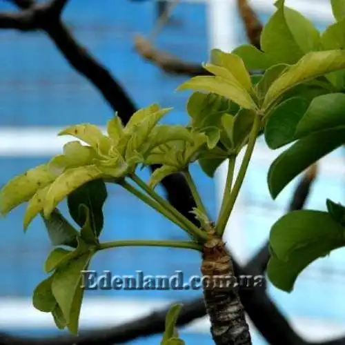 Зображення молодые листья