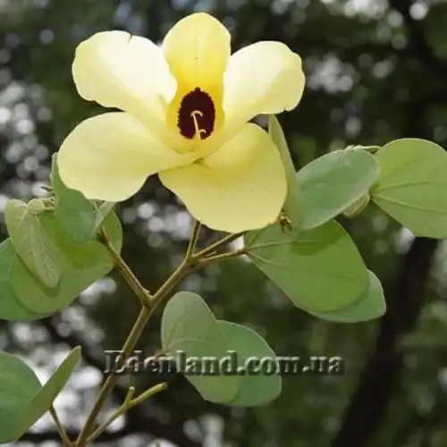 Баухиния войлочная - Bauhinia tomentosa