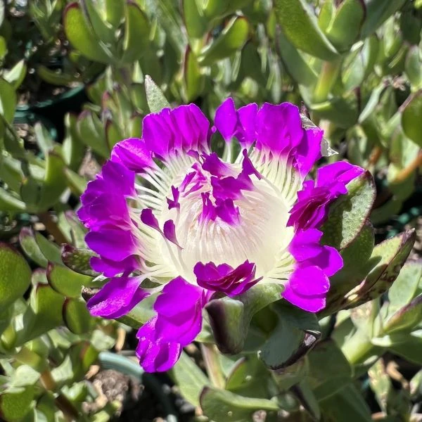 Изображение Эрепсия Пилланс  - Erepsia pillansii