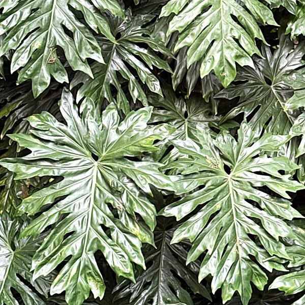 Філодендрон променистий - Philodendron radiatum 