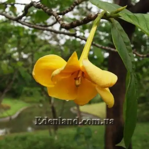 Изображение Гардения золотая - Gardenia sootepensis