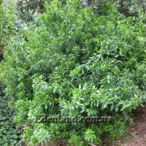 Изображение куст