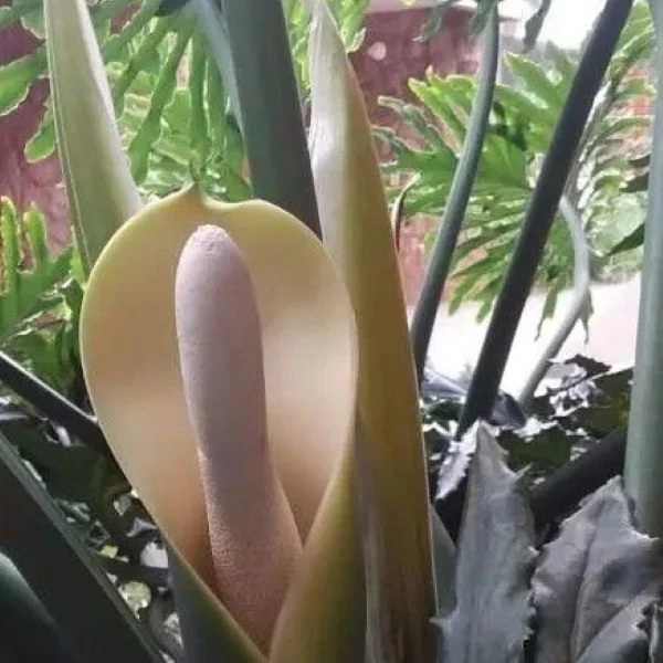 Зображення Філодендрон променистий - Philodendron radiatum 