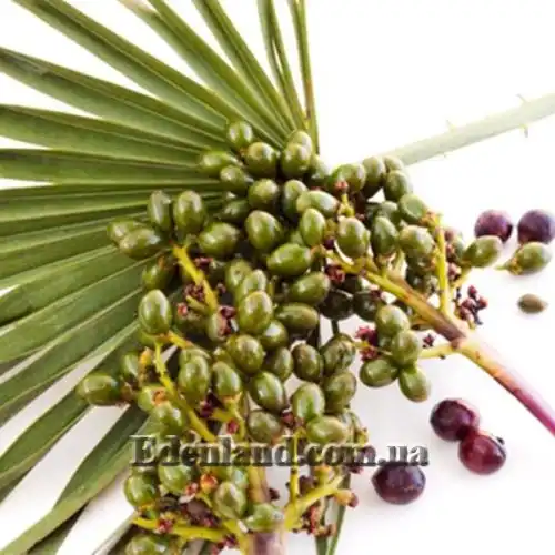 Зображення Сереноа повзуча - Serenoa repens