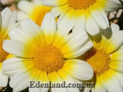 Новое поступление продукции в марте 2018 года