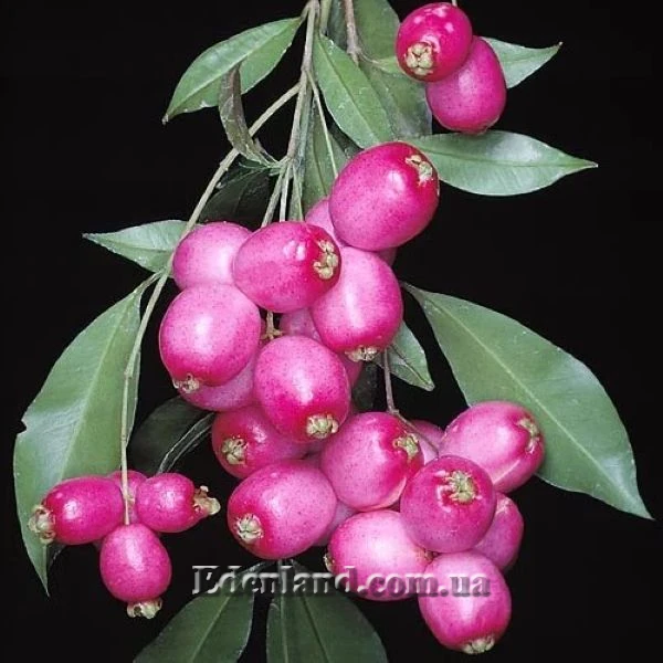 Сизигиум метельчатый  - Syzygium paniculatum