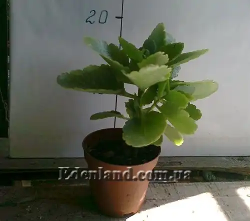 Изображение молодое растение