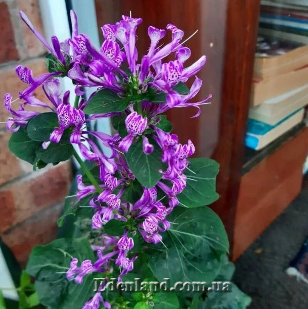 Изображение цветок в интерьере