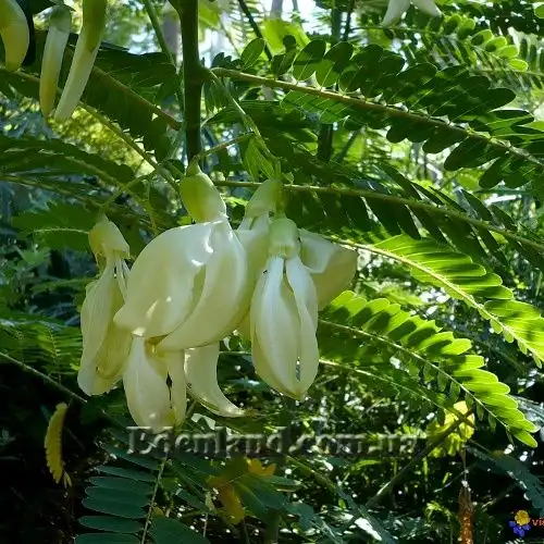 Изображение Сесбания крупноцветковая - Sesbania grandiflora