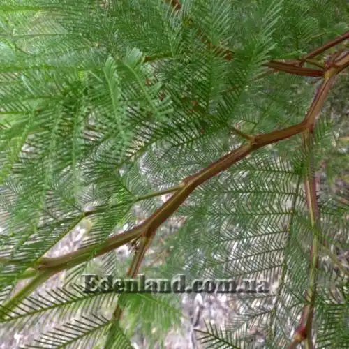 Изображение Акация низбегающая - Acacia decurrens