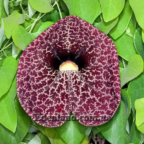 Зображення Аристолохія елегантна - Aristolochia elegans