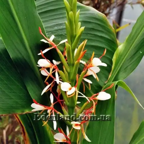 Зображення Гедіхіум колосистий - Hedychium spicatum