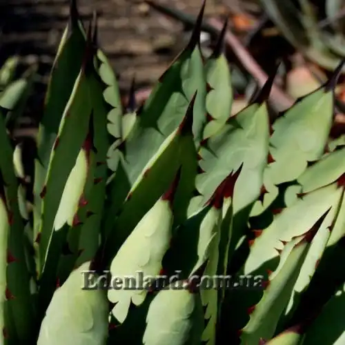 Изображение Агава крупноколючковая - Agave macroacantha