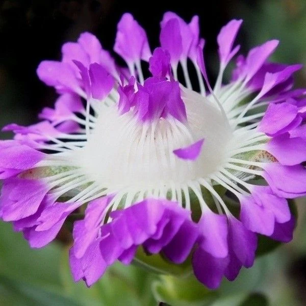 Изображение Эрепсия Пилланс  - Erepsia pillansii