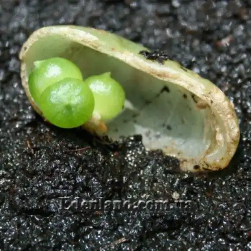 Изображение Бовиэя (Бовея) вьющаяся - Bowiea volubilis