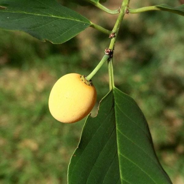 Изображение Берхемия двухцветная  - Berchemia discolor 