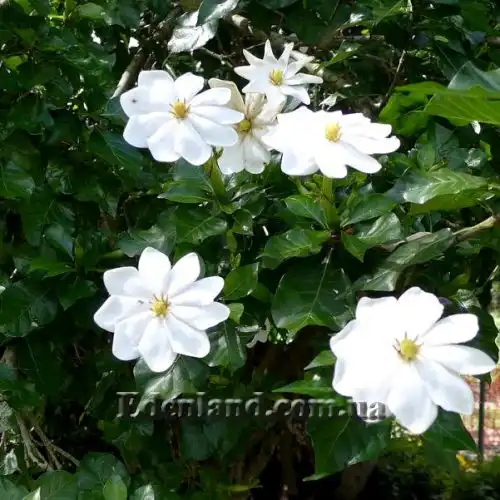 Изображение Гардения Тунберга - Gardenia thunbergia