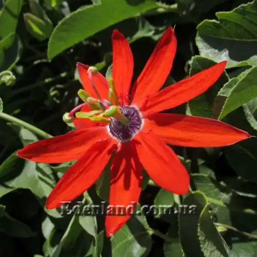 Зображення Пасифлора рукавчаста - Passiflora manicata