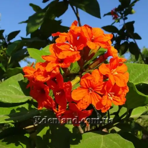 Зображення Кордія Себестена - Cordia sebestena