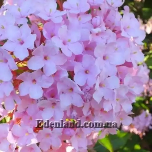 Зображення Лукулія приємна - Luculia gratissima