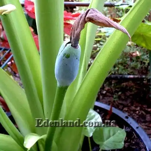 Изображение Алоказия пахучая - Alocasia odora