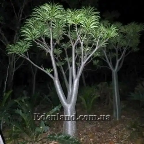 Изображение Пахиподиум Рутенберга - Pachypodium rutenbergianum 