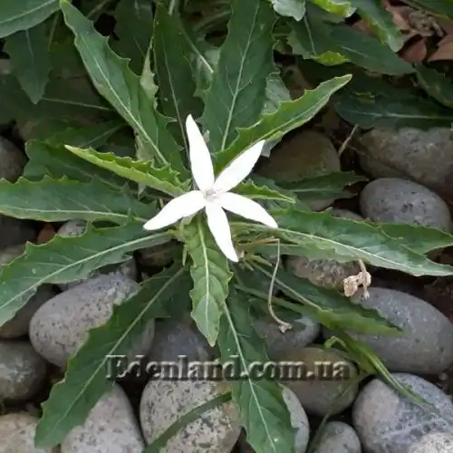 Зображення Гіпоброма довгоквіткова - Hippobroma longiflora