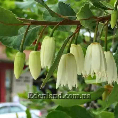 Изображение Кринодендрон Патагуа - Crinodendron patagua