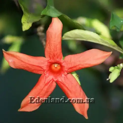 Изображение Райтия сомнительная - Wrightia dubia 