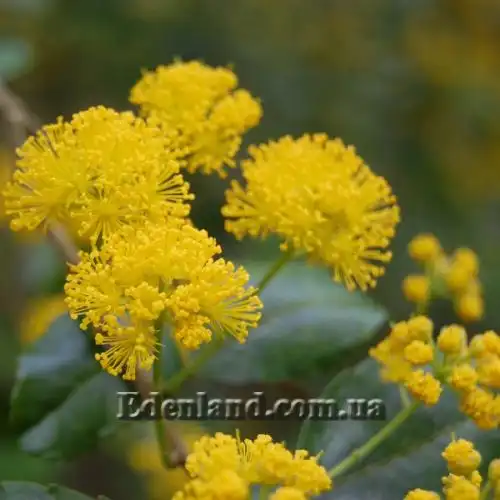 Зображення Азара зубчаста - Azara serrata 