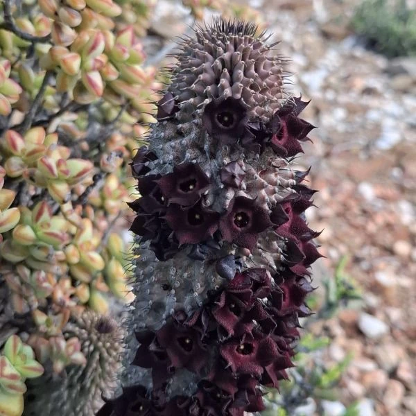 Зображення Худія волосконосна - Hoodia pilifera 