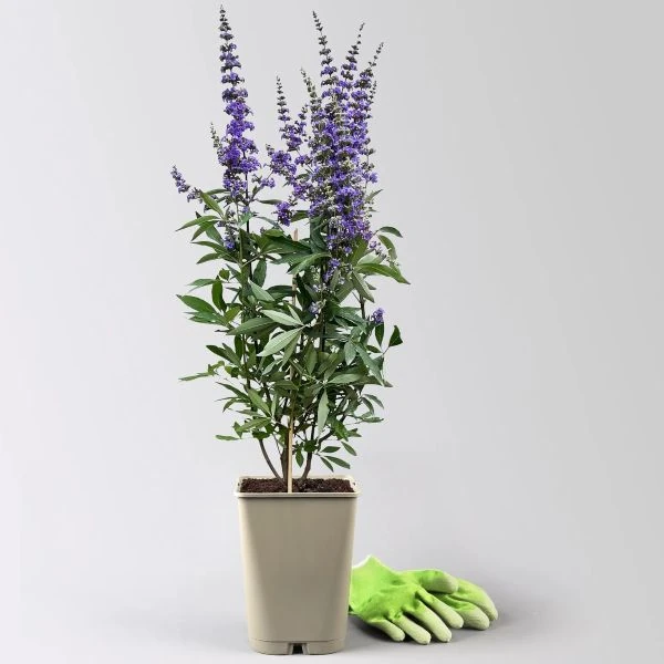 Изображение Витекс священный  - Vitex agnus - castus