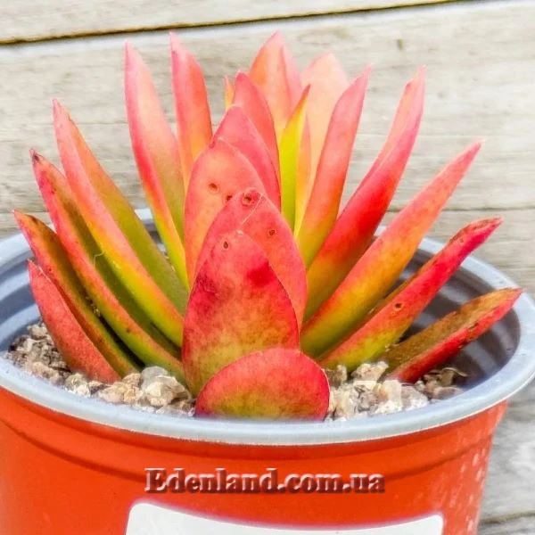 Изображение Крассула головчатая (костер) - Crassula capitella subsp. campfire