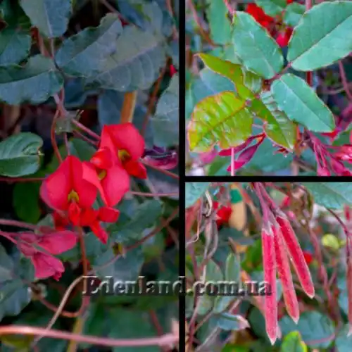 Изображение Кеннедия исключительная - Kennedia eximia