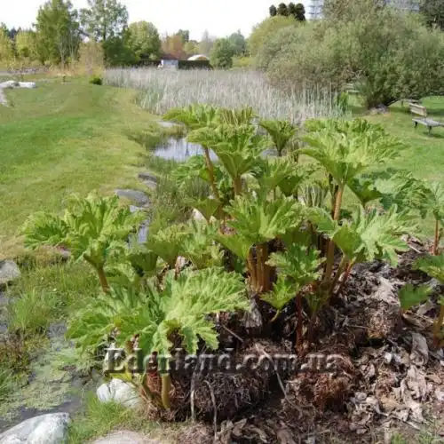 Изображение весной