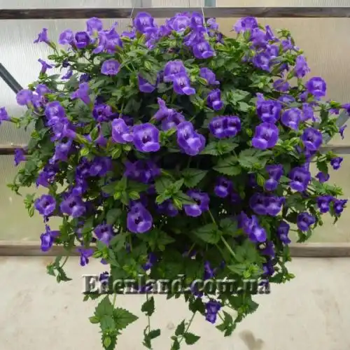 Изображение Торения Фурнье - Torenia fournieri