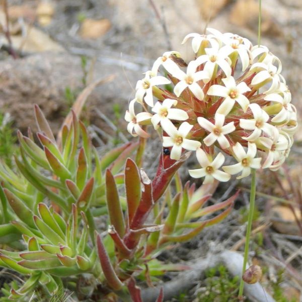 Зображення Крассула пучкувата - Crassula fascicularis  