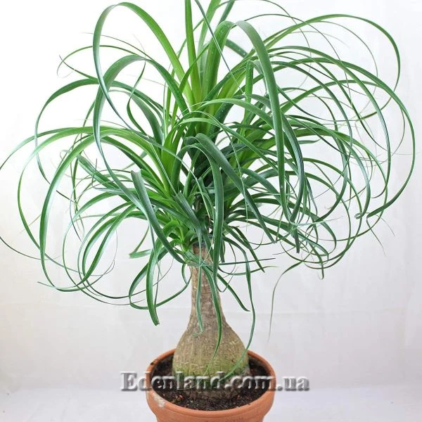 Изображение Бокарнея гватемальская - Beaucarnea guatemalensis