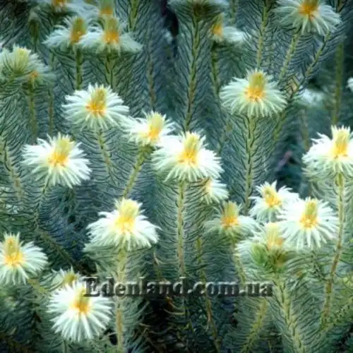 Изображение Филика пернатая - Phylica plumose 