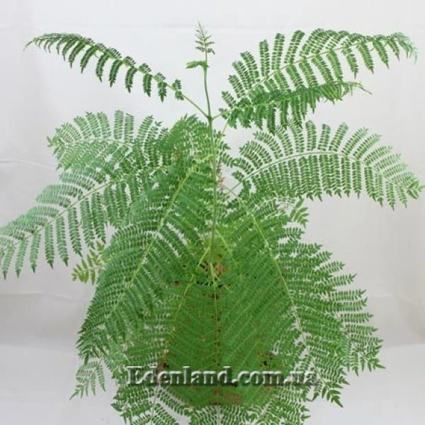 Изображение Жакаранда мимозолистная - Jacaranda mimosifolia