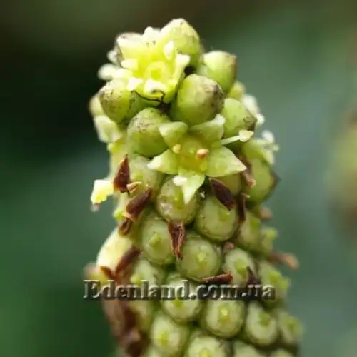 Изображение Куссония метельчатая подвид выемчатая - Cussonia paniculata subsp. sinuata 