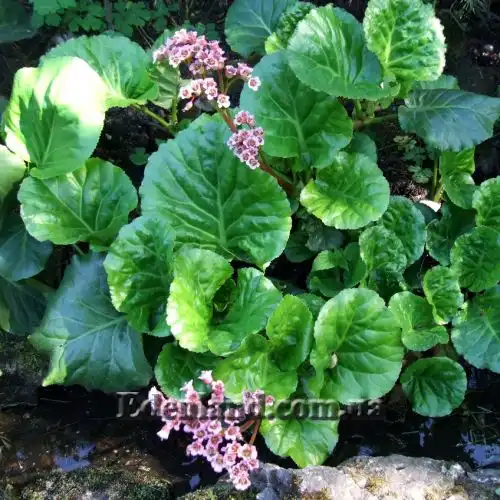 Бадан товстолистий - Bergenia crassifolia