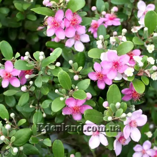 Изображение Родомирт войлочный - Rhodomyrtus tomentosa