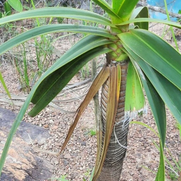 Зображення Велозія луската - Vellozia squamata